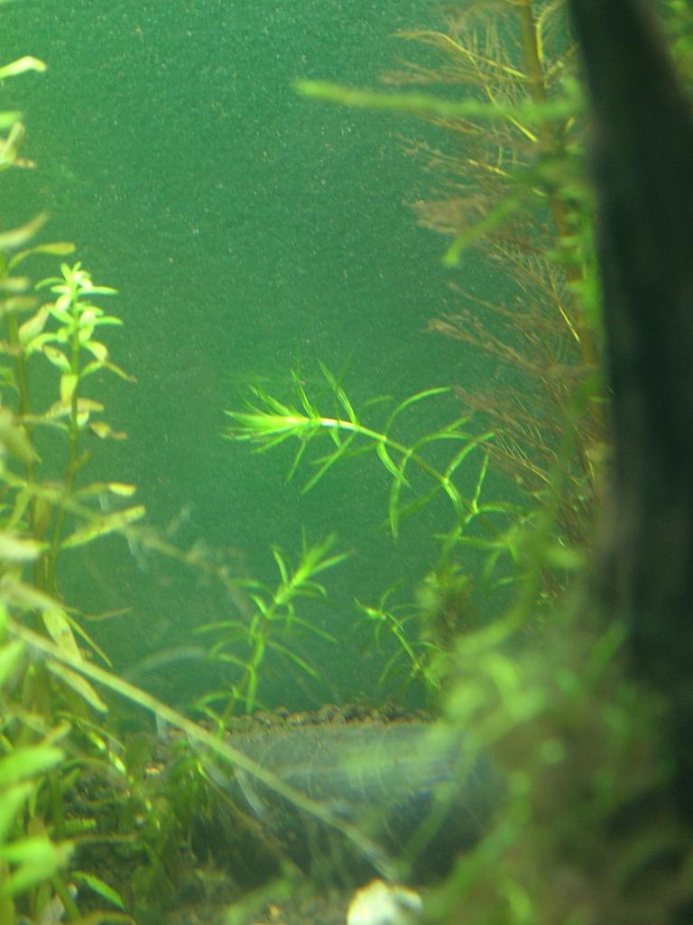 Aqua 030.jpg